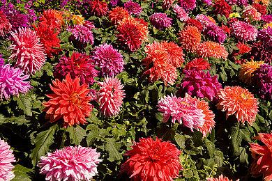 《孤岛惊魂6》DLC反派约瑟夫17分钟演示 2月8日上市